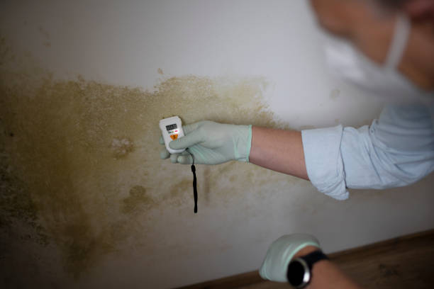 Best Post-Flood Mold Remediation in Jensen Beach, FL