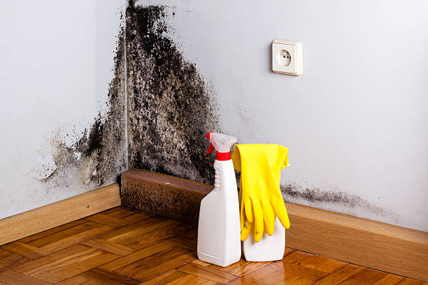 Best Residential Mold Remediation in Jensen Beach, FL